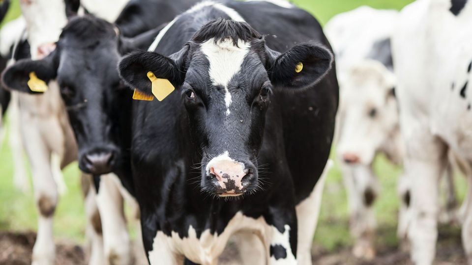 A black and white cow looks at the camera, with a herd behind it.