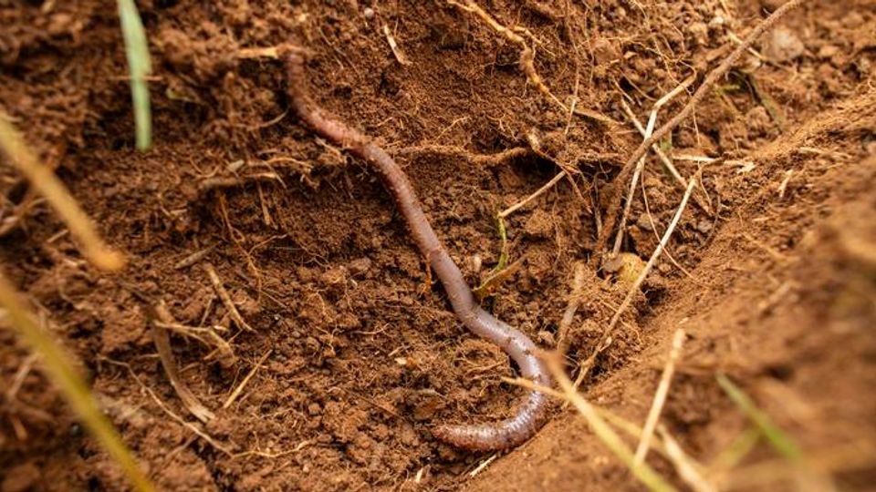 An earthworm in soil.