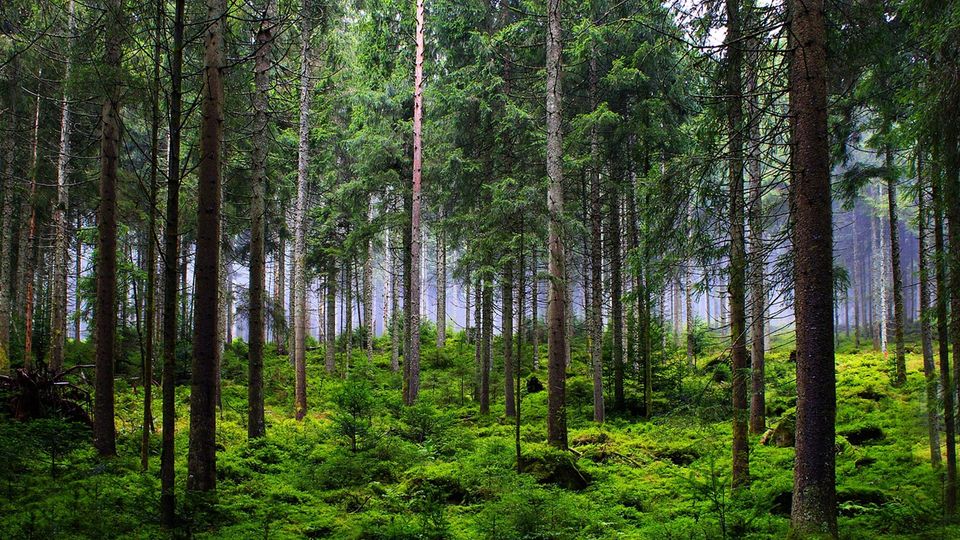 Forest of trees