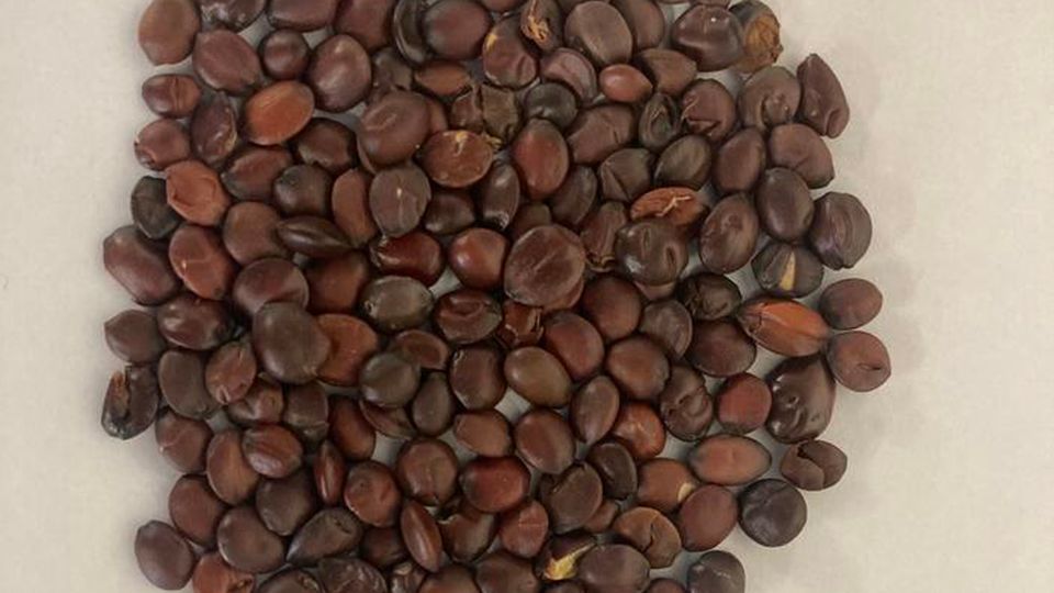 Jujube seeds.