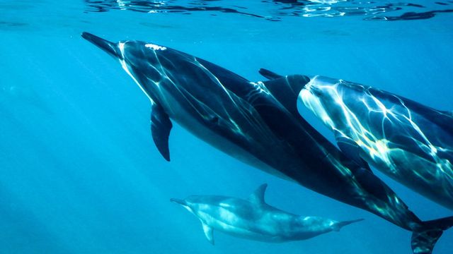 Three dolphins swimming.