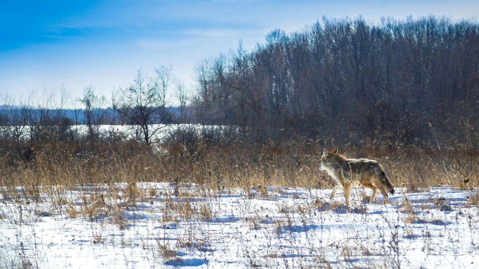 A coyote on snow.