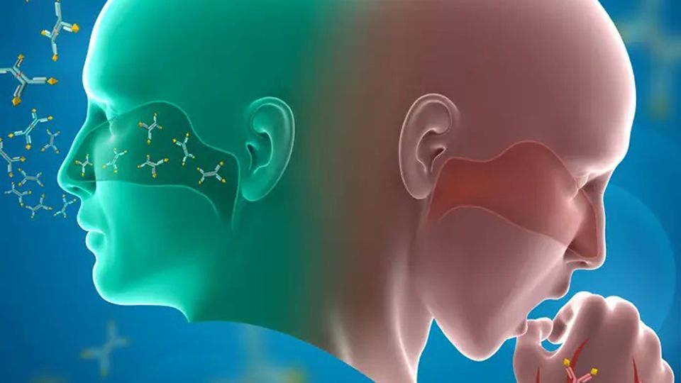 Two heads with antibodies in the nasal passage.