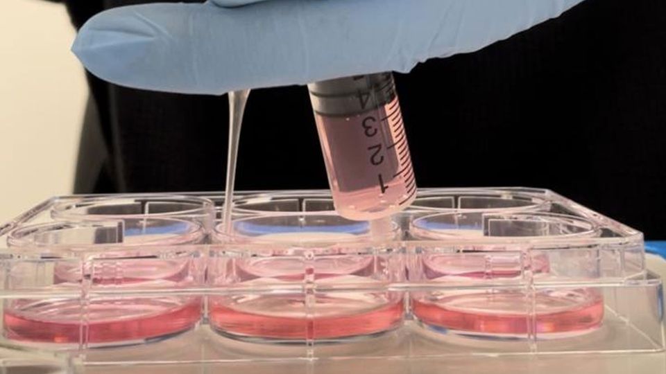 A researcher dispenses cell culture medium into a 6-well plate.