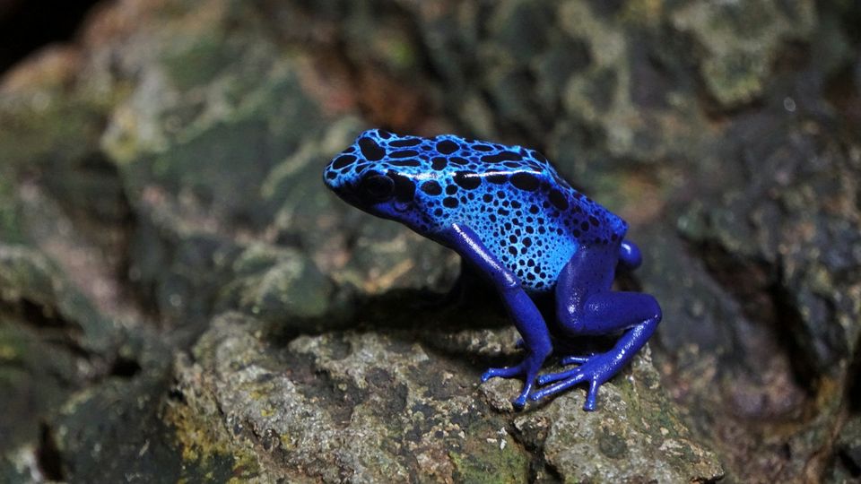 A blue dart frog.