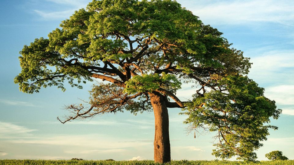 A big tree with green leaves against a blue sky.