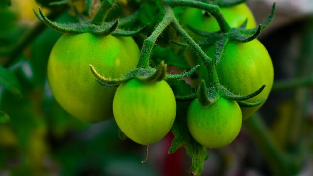 Key Tomato Mechanism Found for Heat Tolerance in Crops | Technology ...