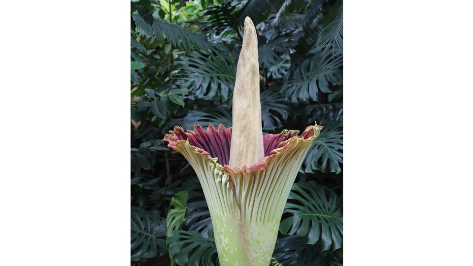 A corpse flower.
