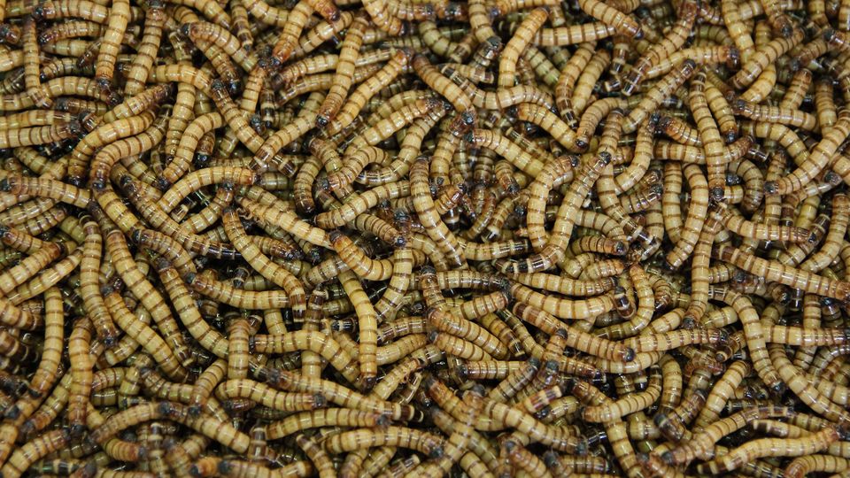 A large amount of mealworms.