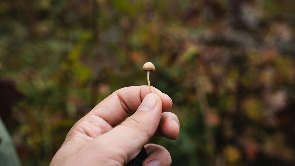 A person's hand holding a small brown mushroom against a forest background.