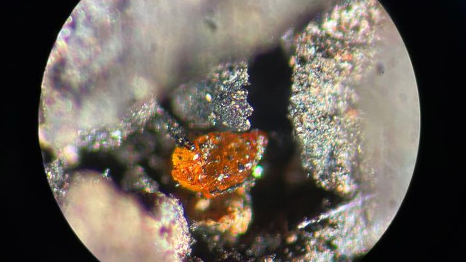 Ancient Amber Found in Antarctica Reveals Polar Forest
