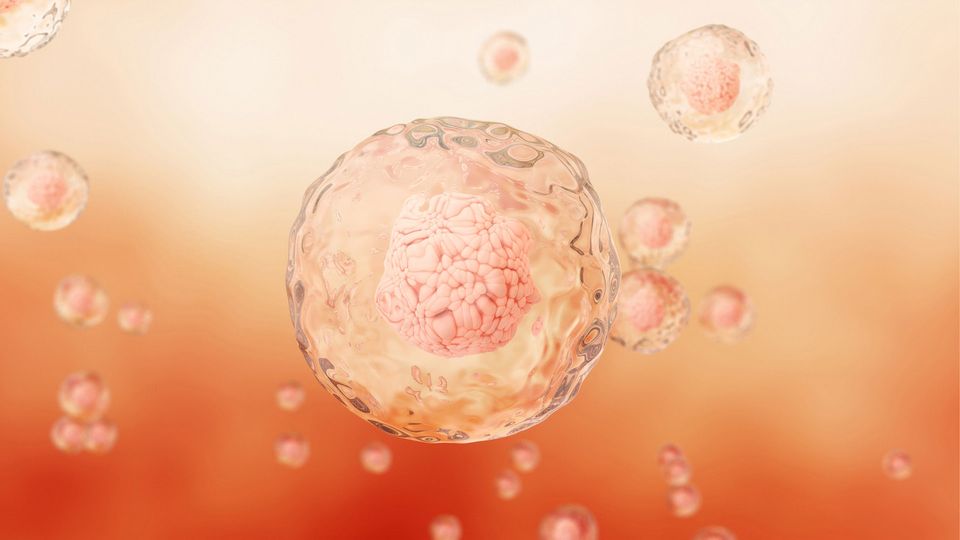 Close-up, stylized 3D rendering of cells under a microscope, with a primary focus on a large cell in the center.
