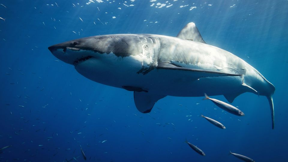 A great white shark.
