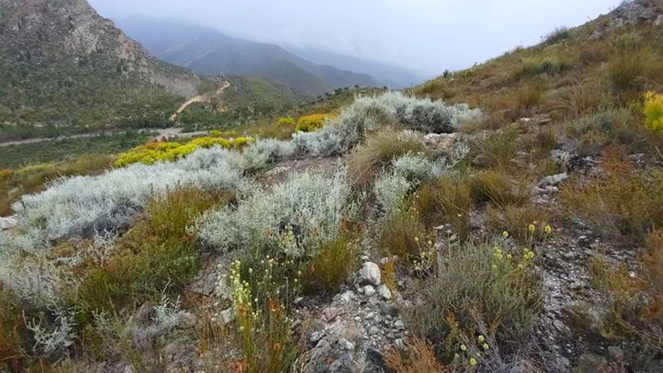 Daisy bushes in scrubland on a mountain slope.