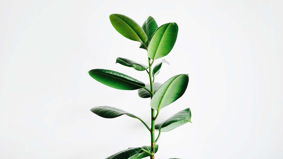 A plant.