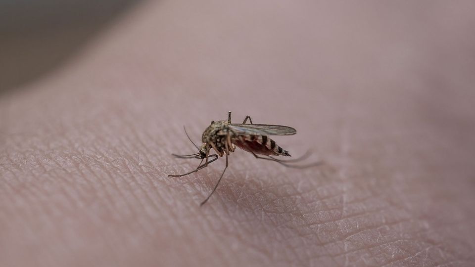 A mosquito on skin.
