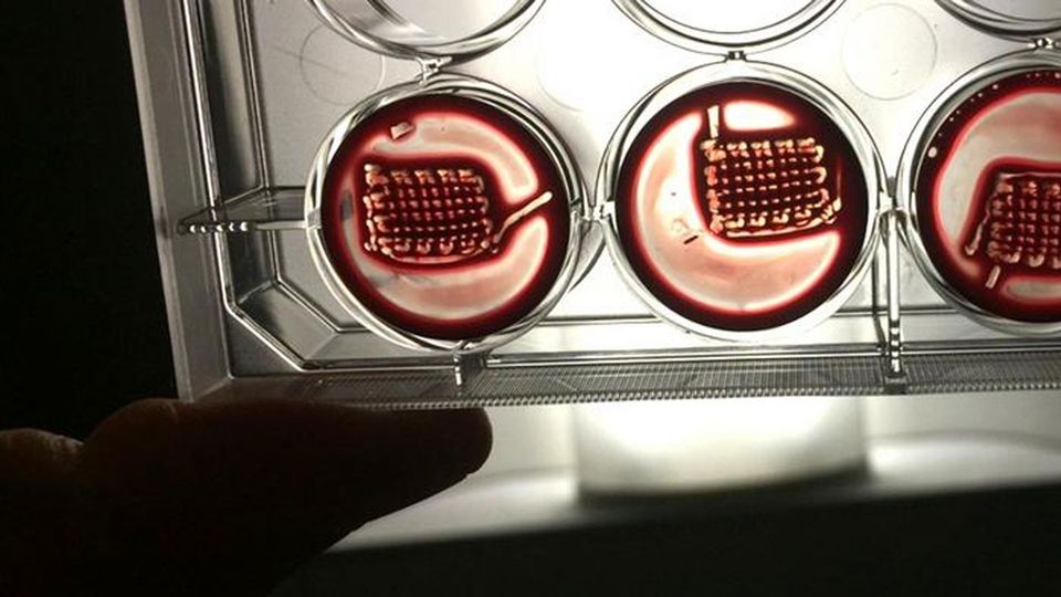The biomaterial is visible in a 6-well plate of cell culture medium, forming a small patch.
