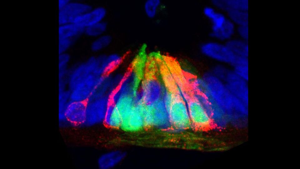 Cells (blue) at the ventral midline of the spinal cord, expressing netrin1 (red) and a fluorescent tracer (GFP, green).