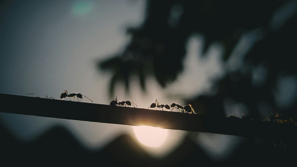 Six ants on a branch.