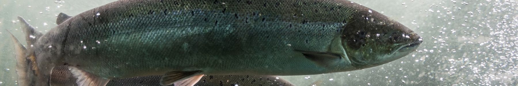 Three Atlantic salmon swimming underwater with air bubbles rising, showcasing their natural habitat