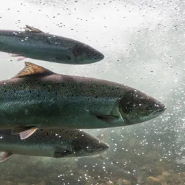 Three Atlantic salmon swimming underwater with air bubbles rising, showcasing their natural habitat