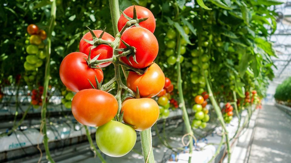 A vine of tomatoes growing in a greenhouse.
