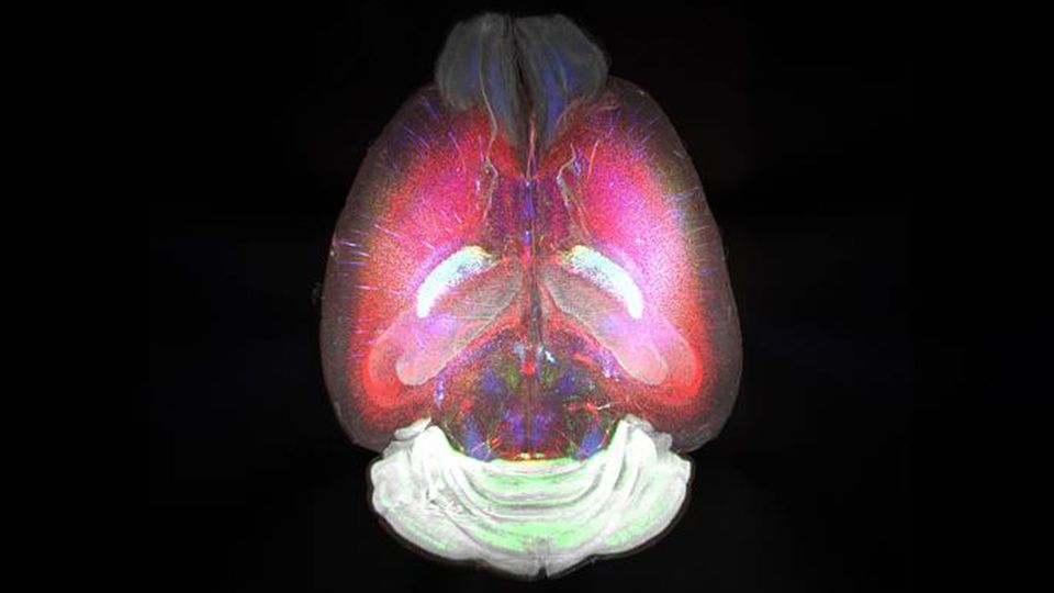 A top-down image of a mouse brain, with different regions lit up in red, blue and green.
