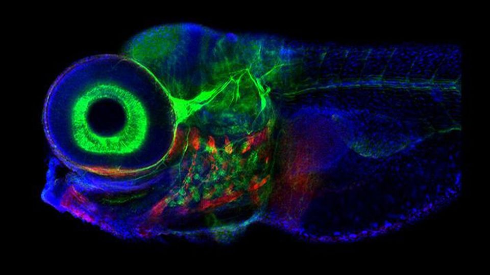 Zebrafish, photographed with confocal microscope.