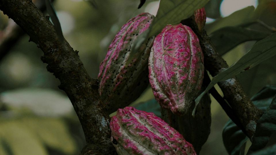 Red cocoa bean pods on a tree.