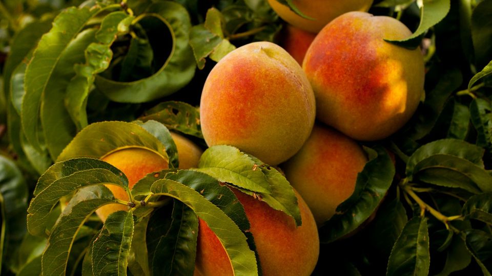 Peaches on a tree.