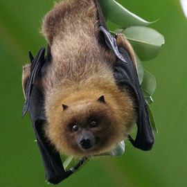 bats-adapt-to-hearing-loss-