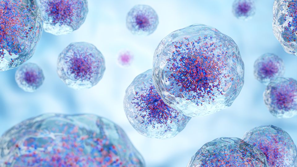 Cells.