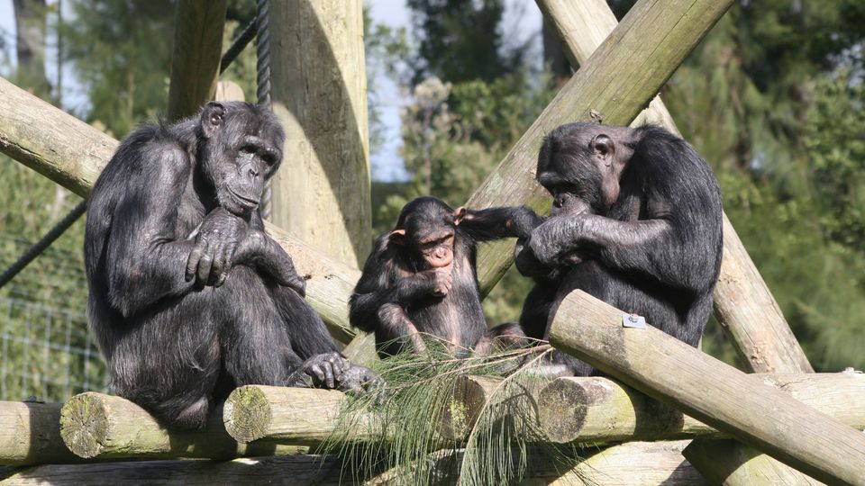 Three chimpanzees on a climbing frame.