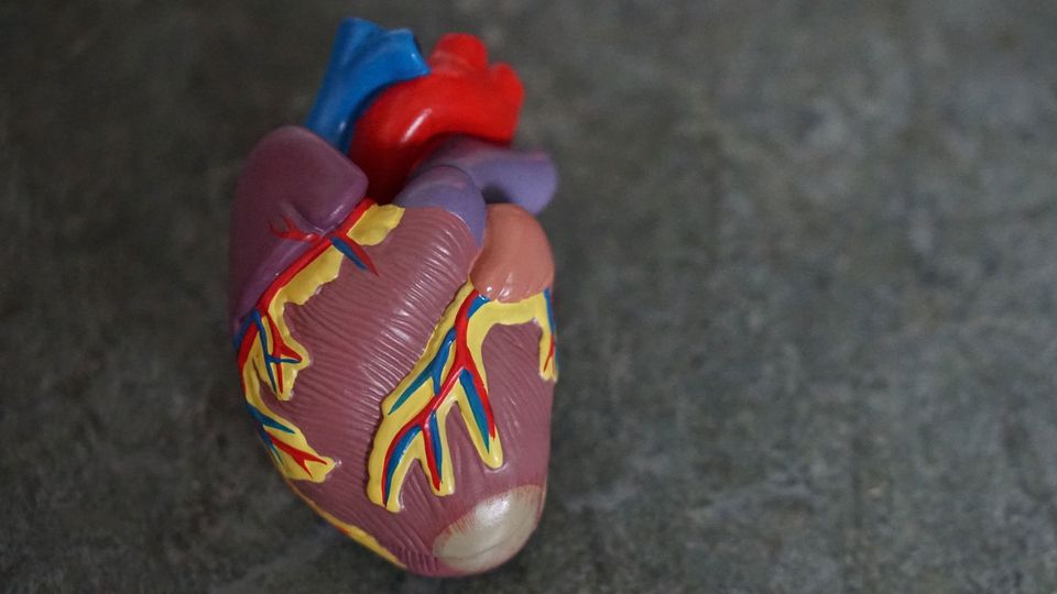 A plastic model of a human heart.