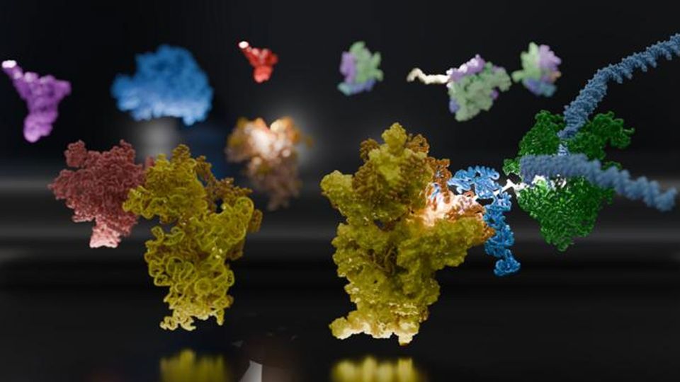 The protein and RNA structures of two different methods for mRNA to be recruited to a ribosome.