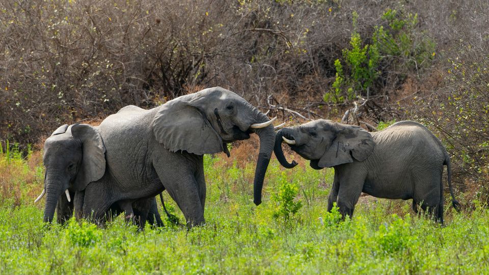 Three African elephants in green shrubbery.