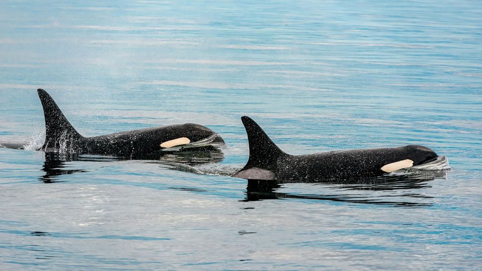 Two killer whales swim beside each other.