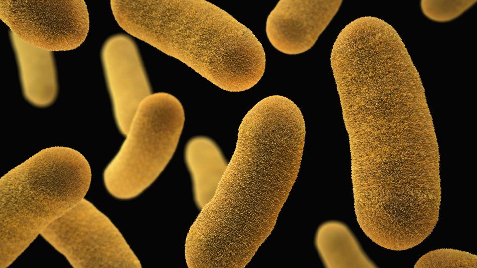 Rod shaped bacteria.