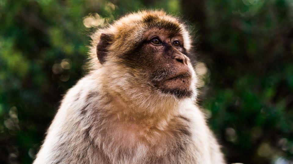 A monkey.
