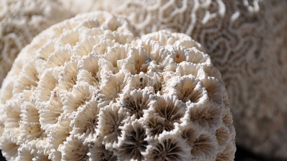 White hard coral