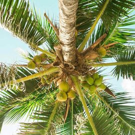 Coconut Palms Dominate Pacific Atoll Forests | Technology Networks