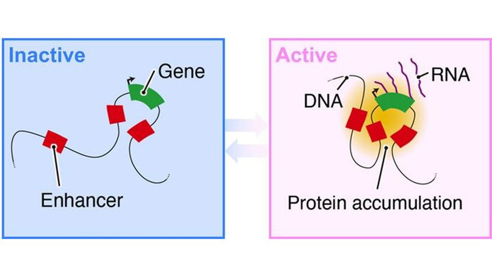 Two images illustrate how in the inactive state, the gene and enhancer are apart, and in the active state, DNA movement has brought them together.