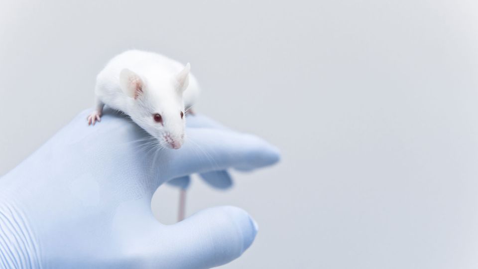 A white mouse balances on the back of a gloved hand.