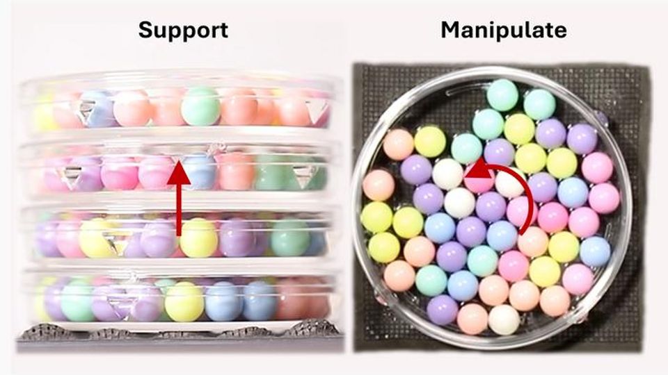 Multimodal manipulation of these magnetic kirigami dome metasheets allows them to lift and spin Petri dishes loaded with multi-colored spheres.
