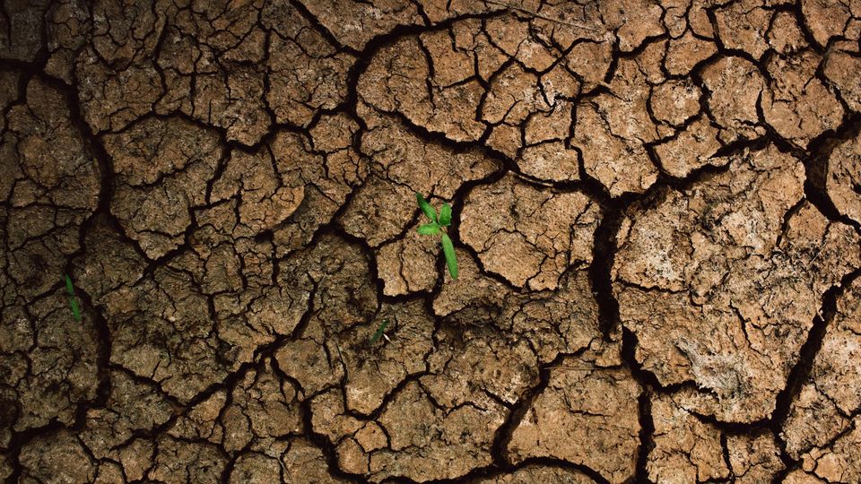 A small green plant grows through cracks in parched earth.