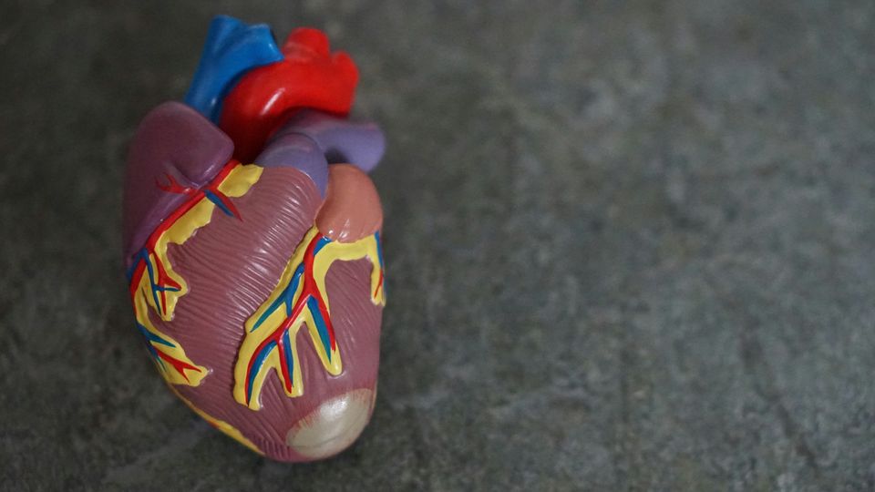An anatomical model of a heart.