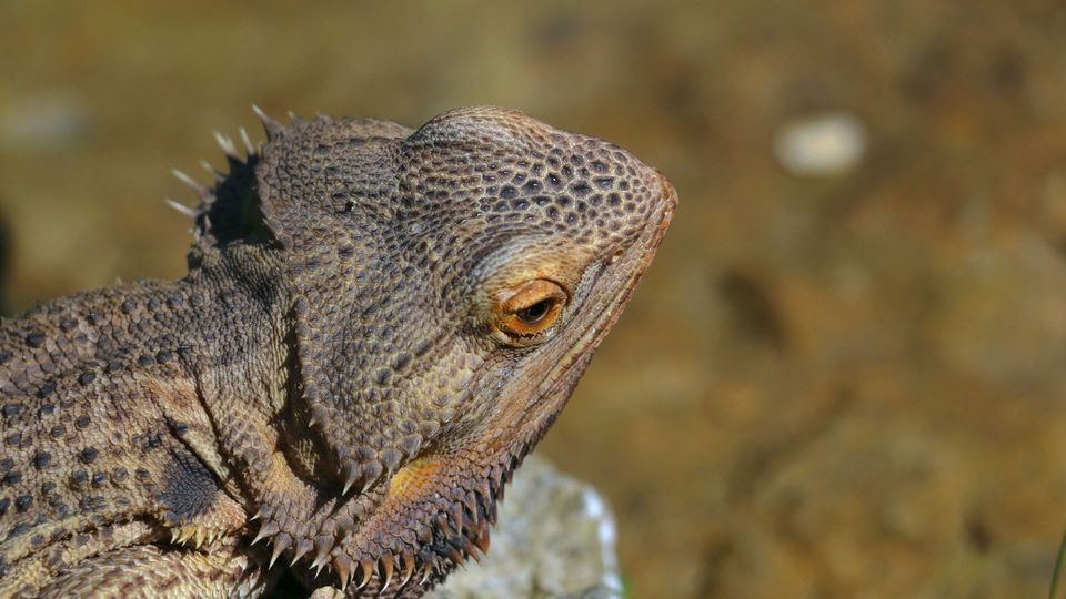 A lizard against a sandy background.