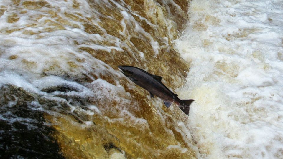 A salmon leaps upstream against a fast-flowing river.
