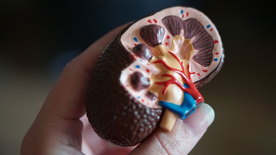 A plastic model of a human kidney, held in a person's hand.