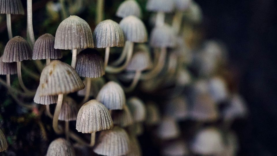 A cluster of grey, umbrella-shaped fungi.